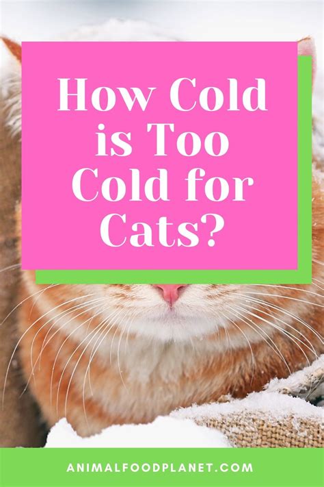 How cold is too cold for cats. Things To Know About How cold is too cold for cats. 